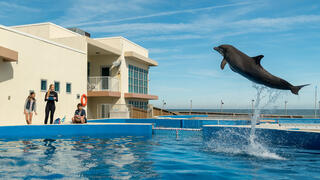 Bernie, der Delfin