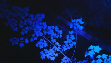 Foto im Vollbild