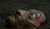Hintergrund