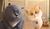 Hintergrund