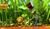 Hintergrund