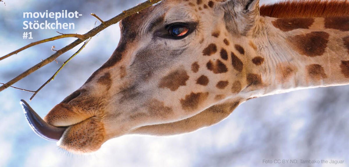 Eine Giraffe kommt selten allein.