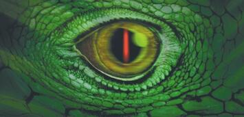 Bild zu:  Island of Beasts