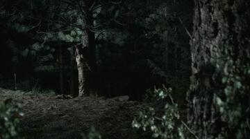 Foto im Vollbild