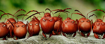 Foto im Vollbild