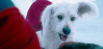 Bild zu:  Krypto in Superman