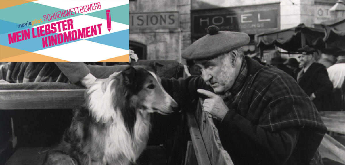 Lassie in Not