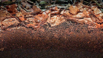 Foto im Vollbild
