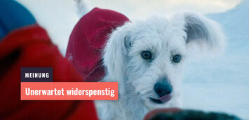 Bild zu:  Krypto in Superman