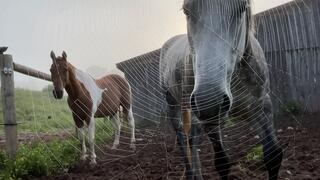 Horse Opera