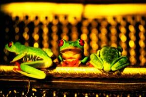 Foto im Vollbild