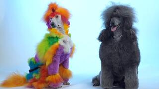 Well Groomed