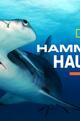 Hammerhaie hautnah