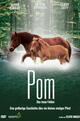 Pom, das treue Fohlen